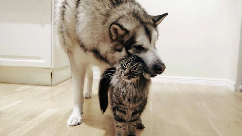 Norwegian Forest Cat