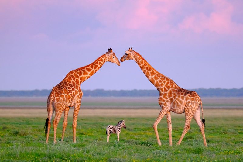 Giraffe
