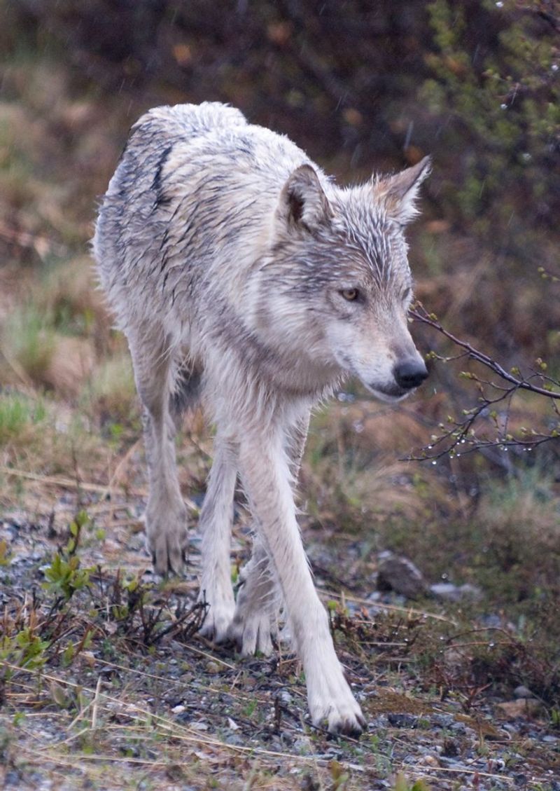 The Lone Wolf