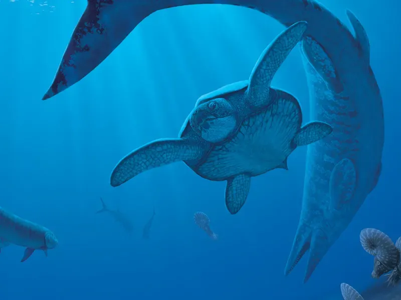 Sea Turtles' Historical Relatives