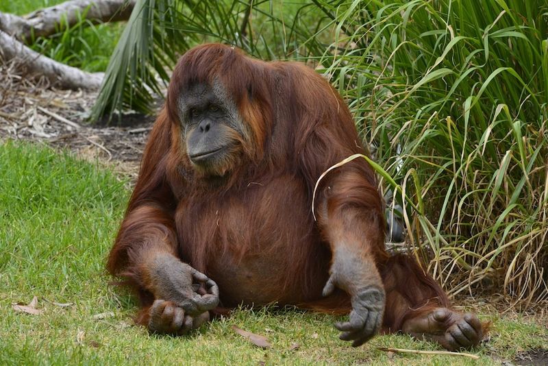 Orangutan