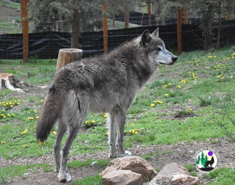 Gray Wolf