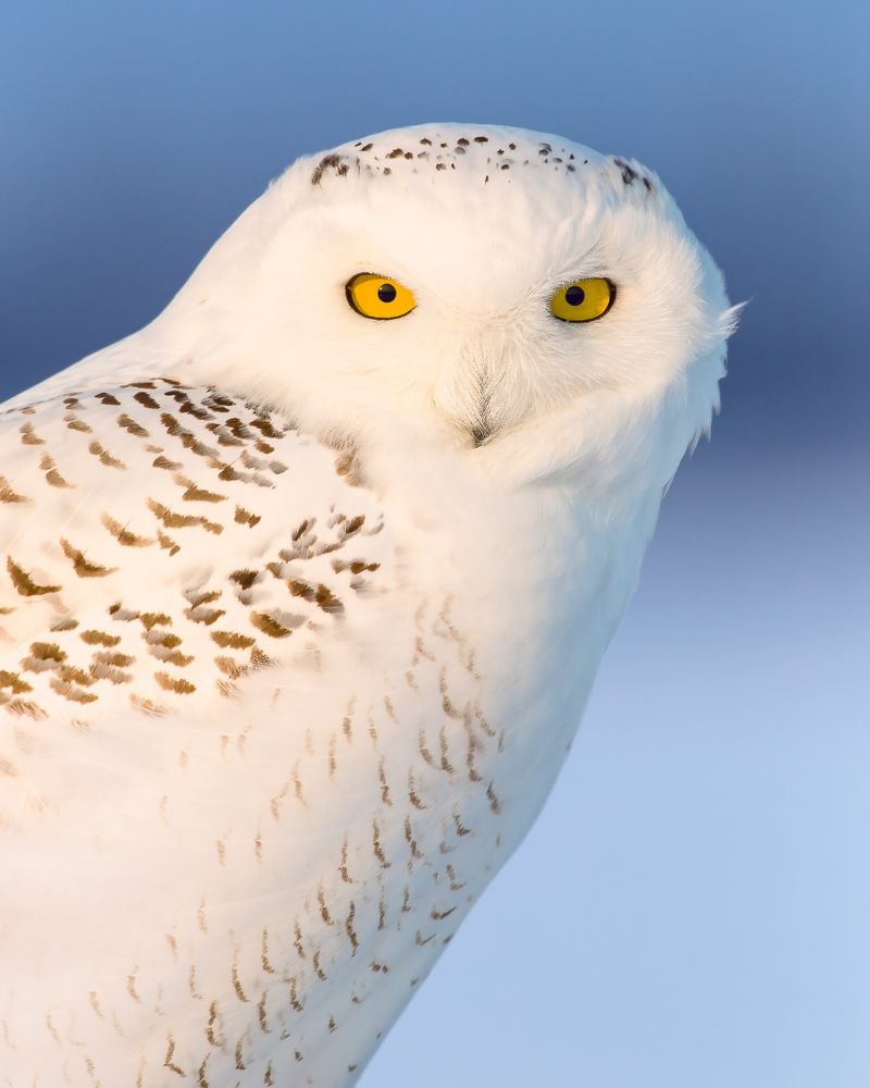 Snowy Owl