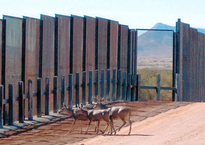 Deer: Navigators of the Wild