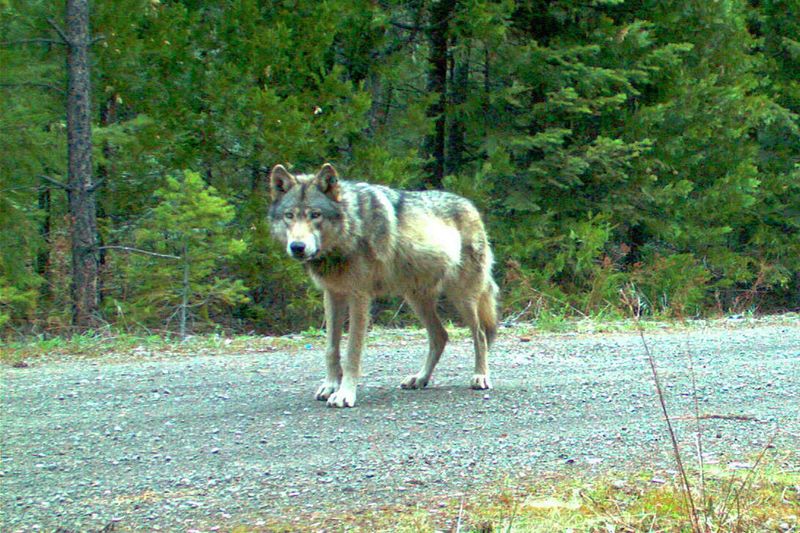 Gray Wolves