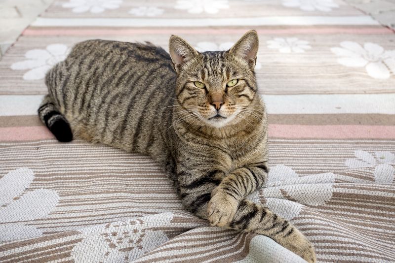 Tabby Cat