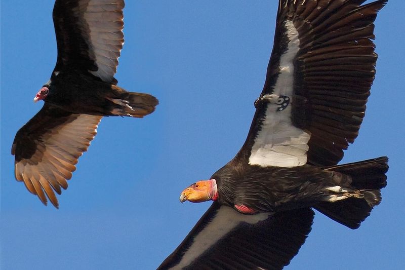 California Condor
