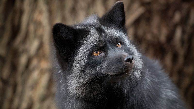 Black Fox of the Ozarks