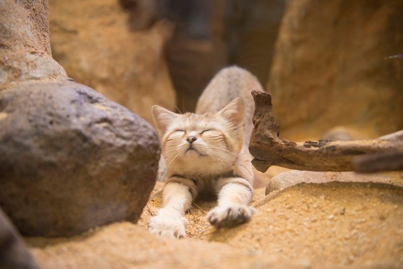 Sand Cat