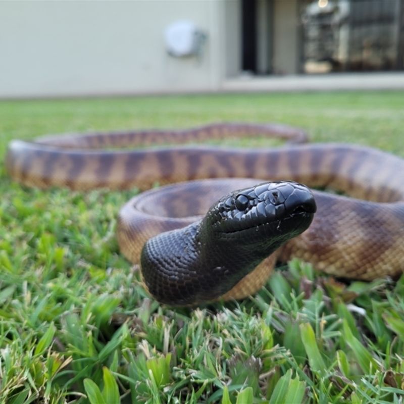 Black-headed Python