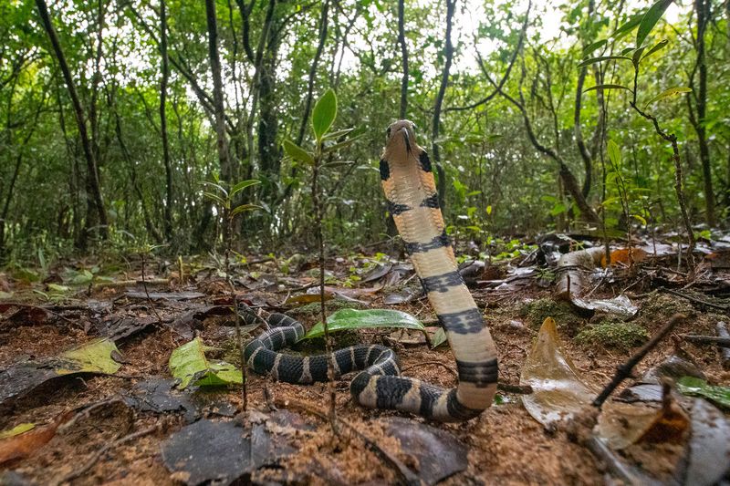 King Cobra