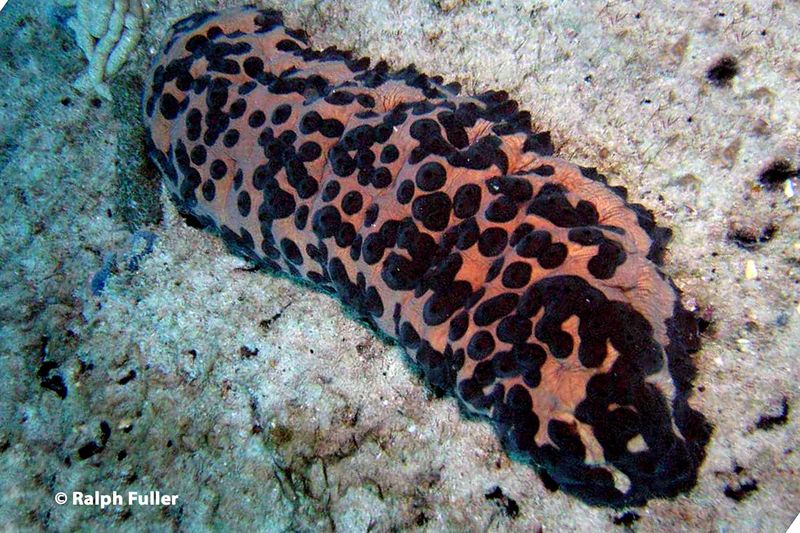 Sea Cucumber