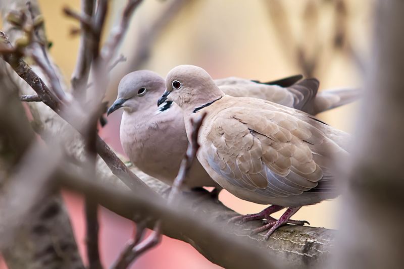 European Turtle Dove