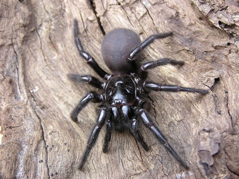 Funnel-Web Spider