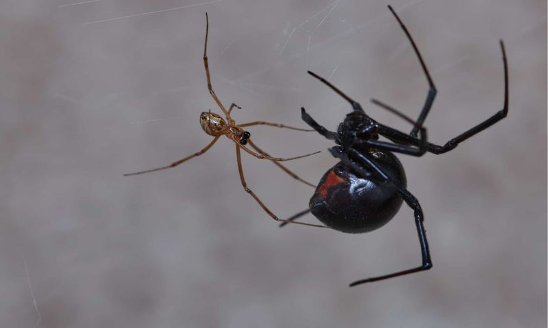 Black Widow Spider