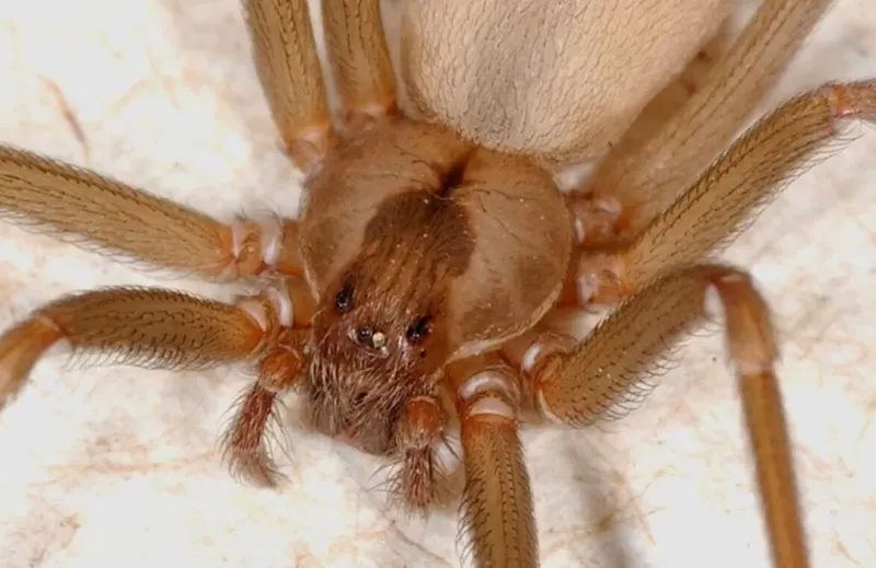 Brown Recluse Spider
