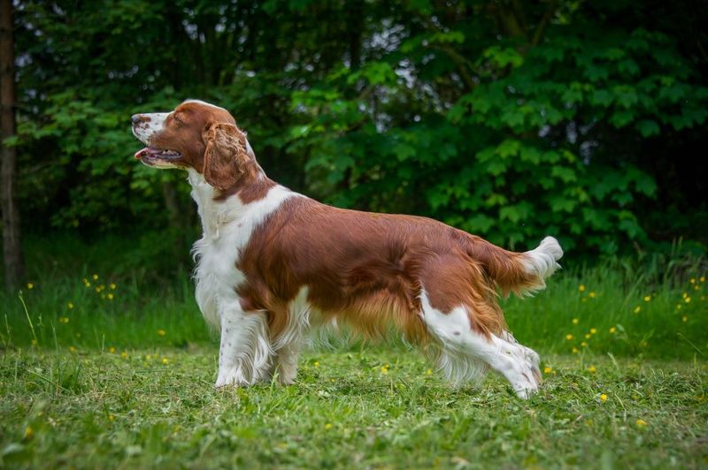 Welsh Setter