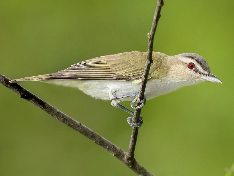 Red-eyed Vireo
