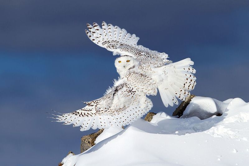 Snowy Owl