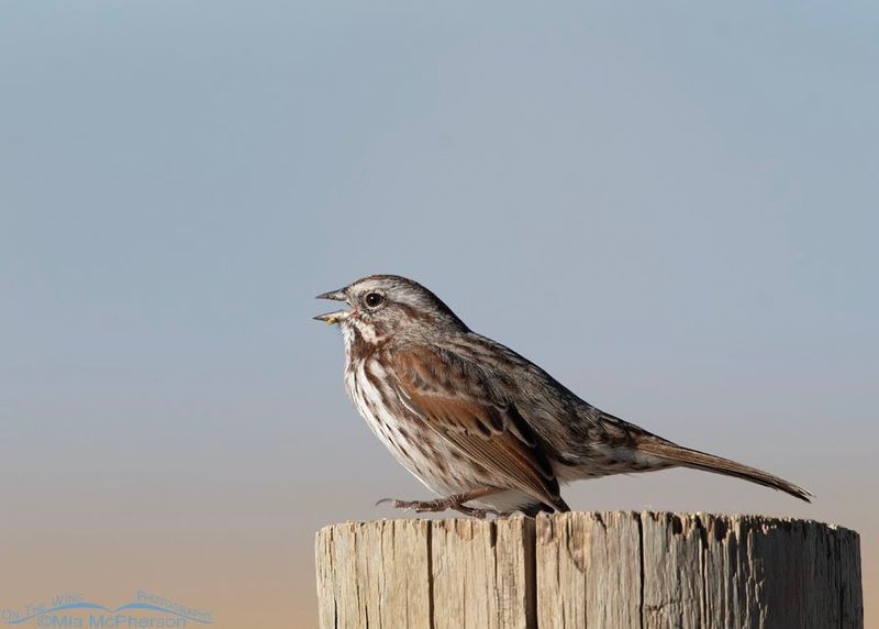 Song Sparrow