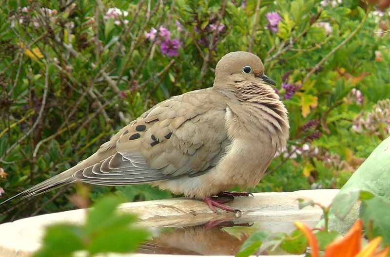 Mourning Dove