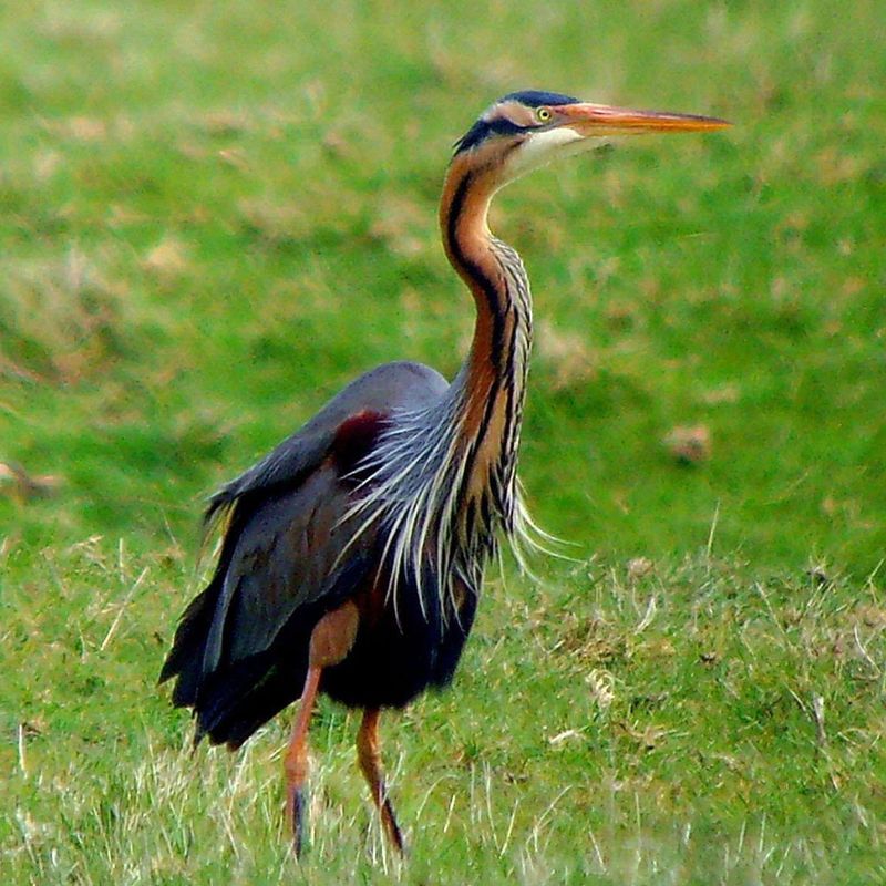 Purple Heron