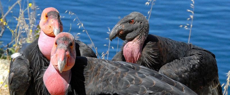 California Condor