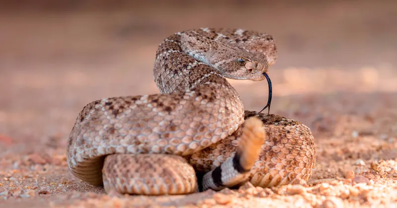 Western Diamondback Rattlesnake