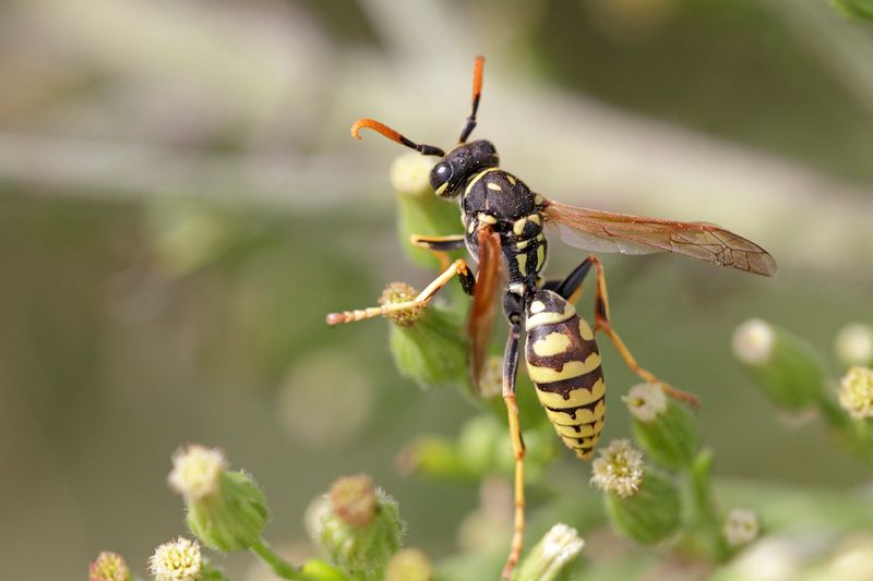 Yellowjacket