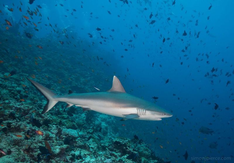 Grey Reef Shark