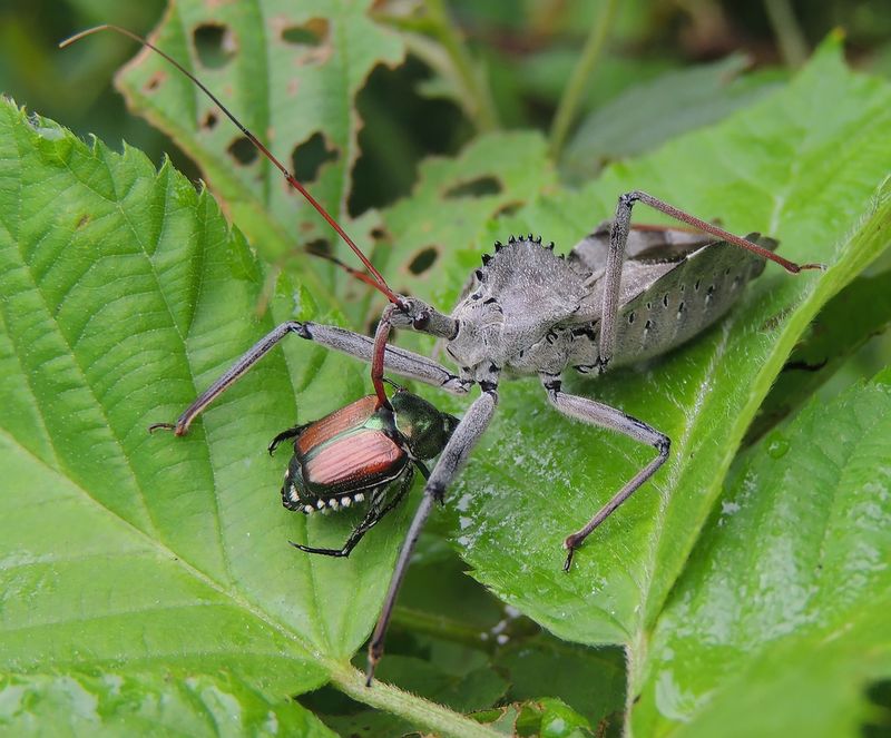 Wheel Bugs