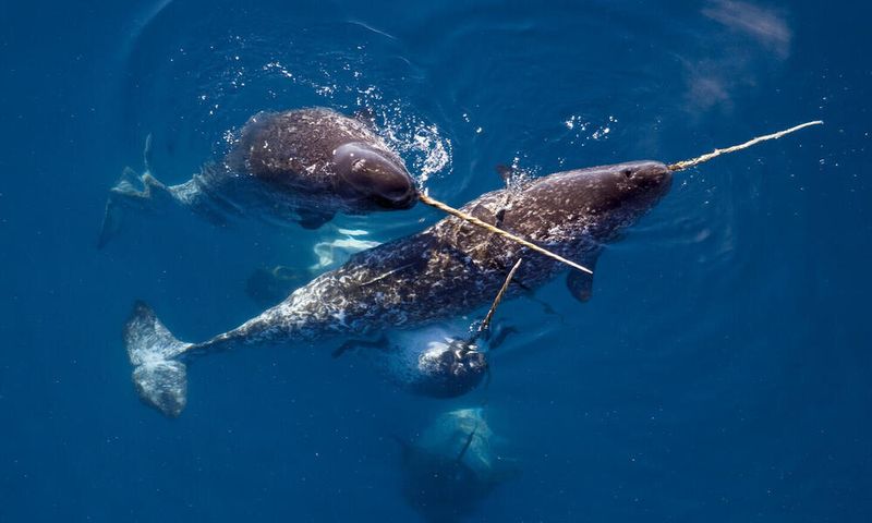 Narwhal