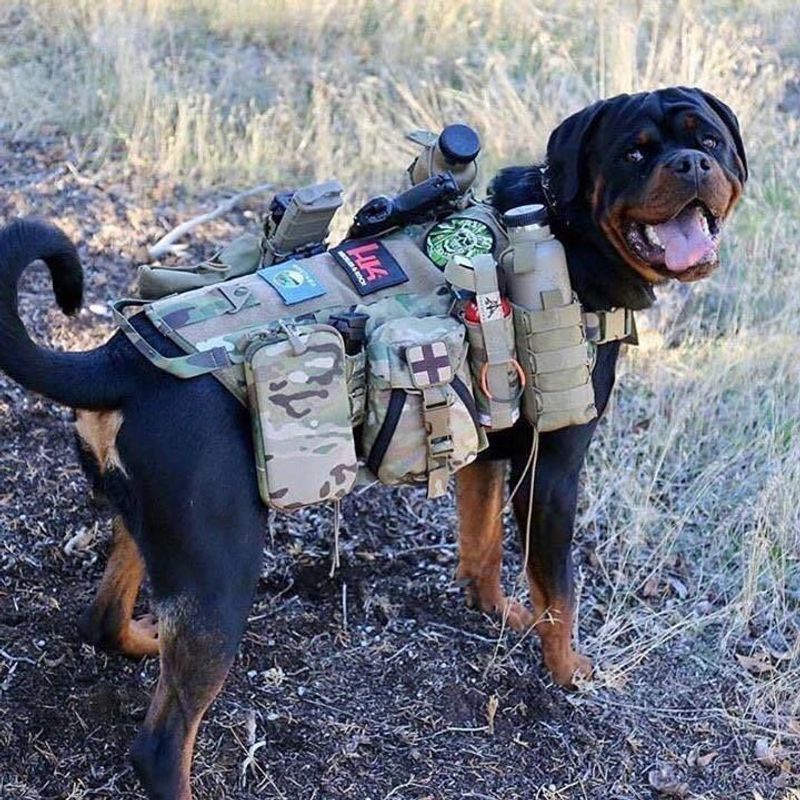 Rottweiler