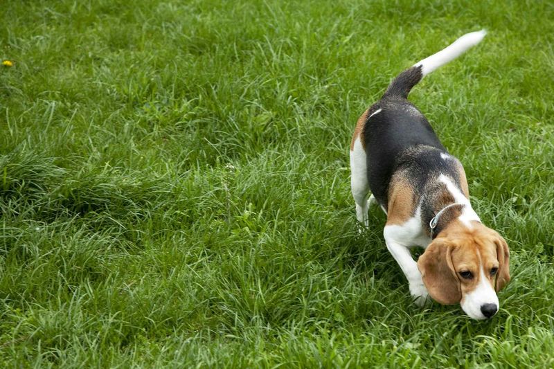 Beagle: The Persistent Tracker