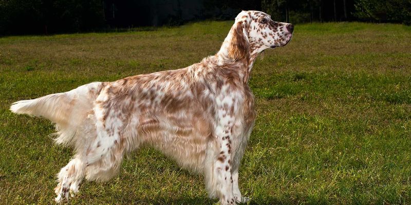 Red Belton English Setter