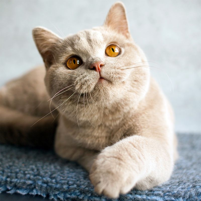 Cream Cat