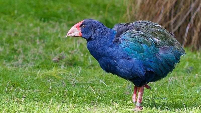 Takahe
