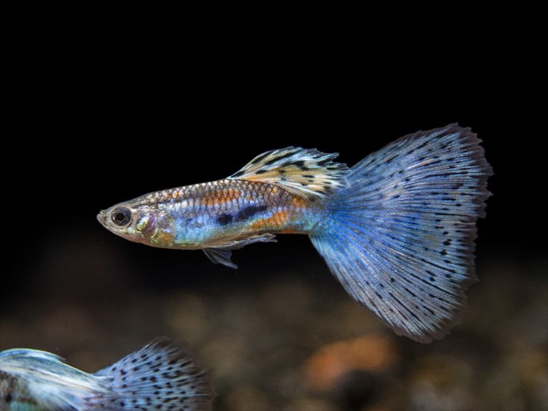 Blue Grass Guppy