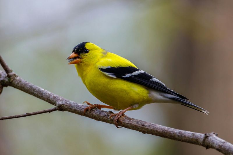American Goldfinch