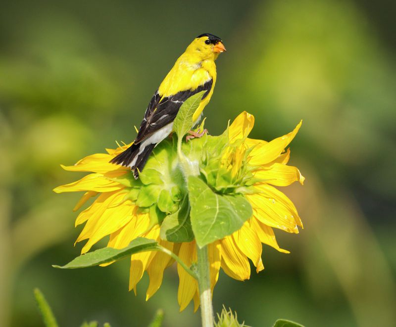 American Goldfinch
