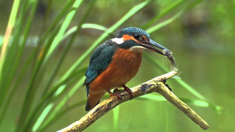 Kingfisher