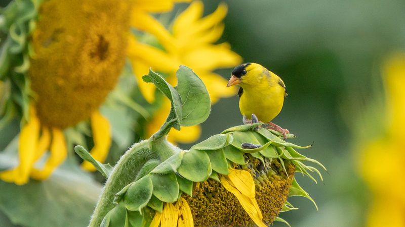 American Goldfinch