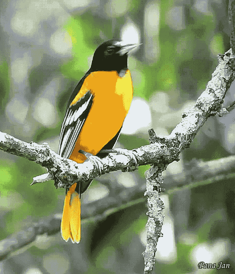Baltimore Oriole