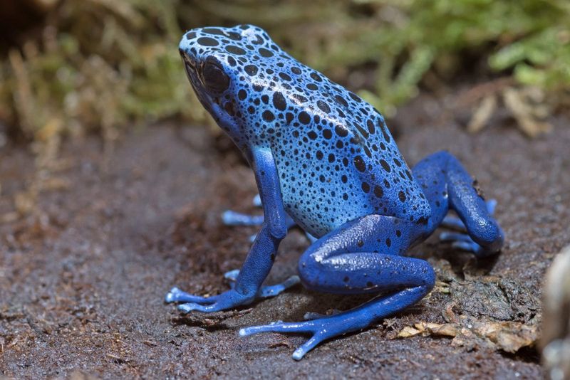 Blue Poison Dart Frog