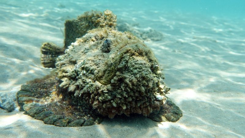 Stonefish