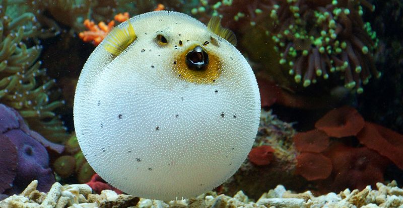 Pufferfish