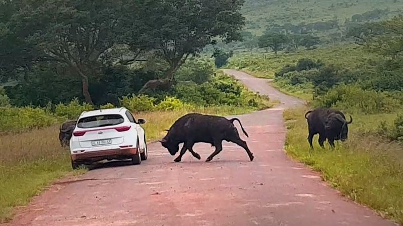 Cape Buffalo