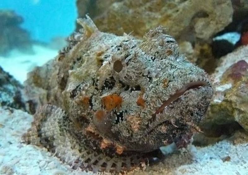 Stonefish