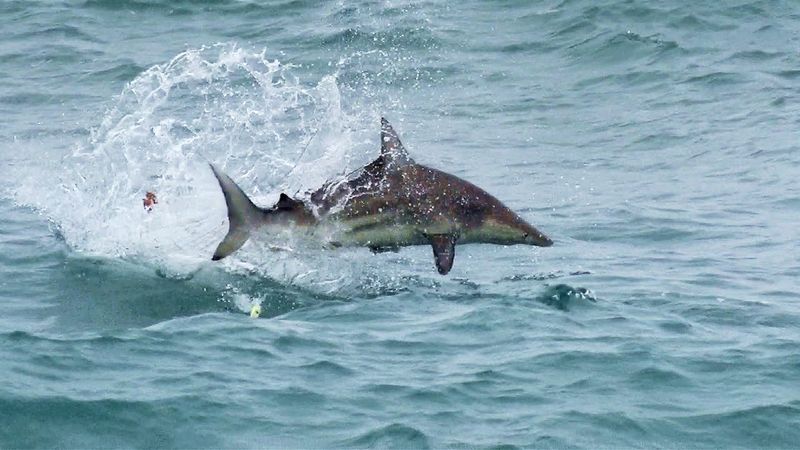 Blacktip Shark