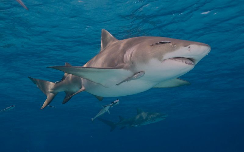 Lemon Shark
